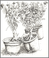 growing up together.jpeg