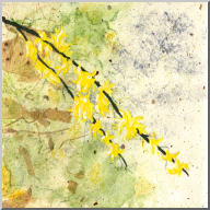 forsythia.jpg